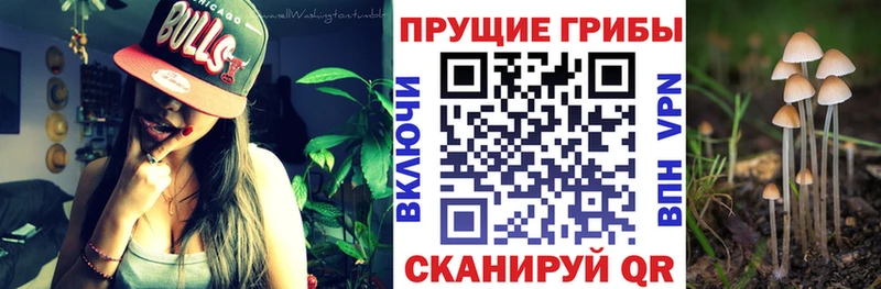 Псилоцибиновые грибы MAGIC MUSHROOMS  продажа наркотиков  KRAKEN ссылки  Волосово 